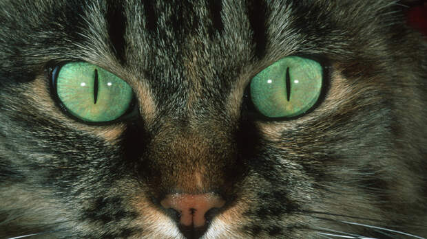 Ветврач Шеляков: городской снег не подходит для кошачьих игр