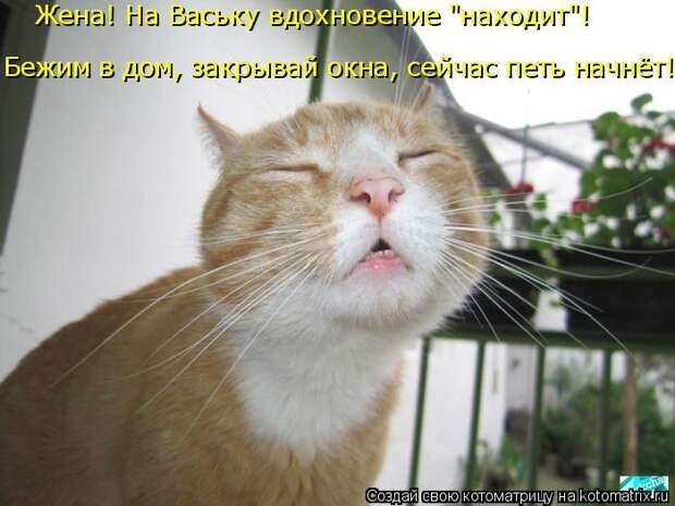 Лучшие котоматрицы недели Лучшие котоматрицы недели