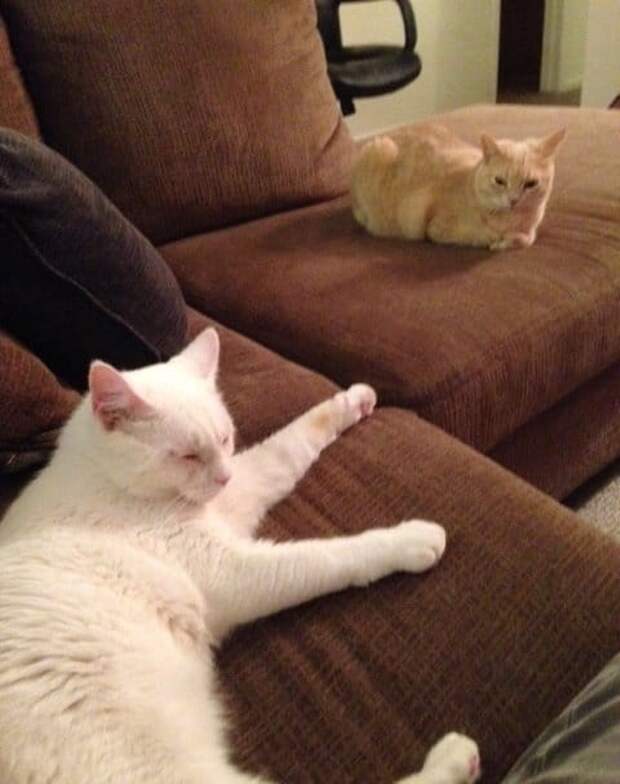 два кота на диване