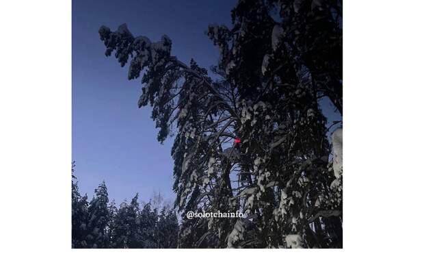 На дороге в Солотче заметили сосны, угрожающие машинам