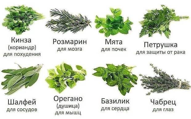 КОРЕНЬ ЛОПУХА ЛЕЧИТ ОТ МНОГИХ БОЛЕЗНЕЙ: РАК, ДИАБЕТ, РЕВМАТИЗМ, АРТРИТ, ОСТЕОХОНДРОЗ