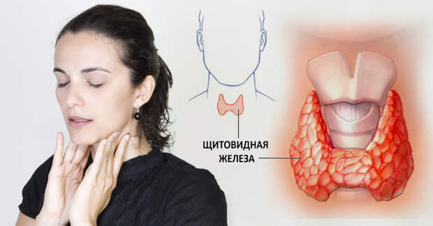 Если постоянно испытываете чувство усталости и замерзаете даже в тёплую погоду, то вам необходимо проверить щитовидную железу