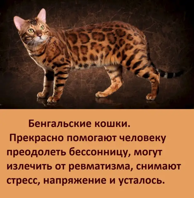 А ВЫ ЗНАЕТЕ, как цвет вашей кошки влияет на вашу судьбу?   Ссылка, первоисточник