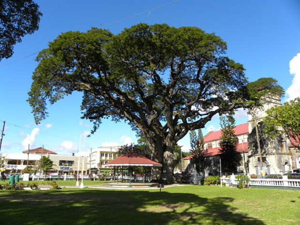 дерево самман на площади колумба