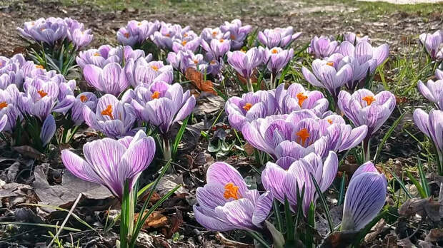 Весна бьет рекорды по теплу! Что обещают прогнозы для Кубани