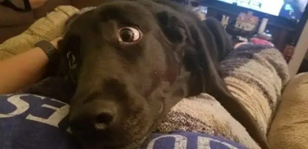 Фото доказательства, которые показывают, что животные на 99 % состоят из любви