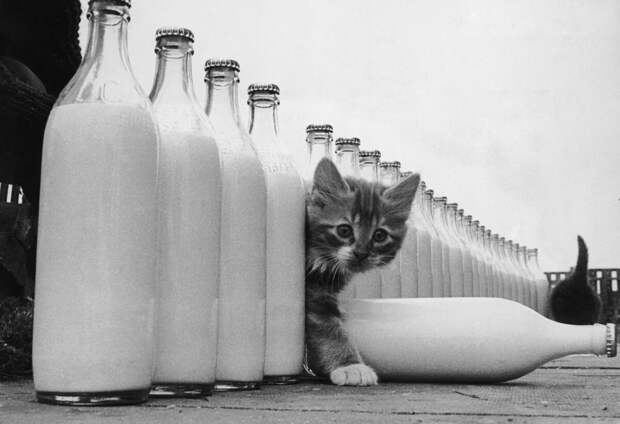Ку-ку. Котёнок и бутылки молока. Фотограф Курт Хаттон