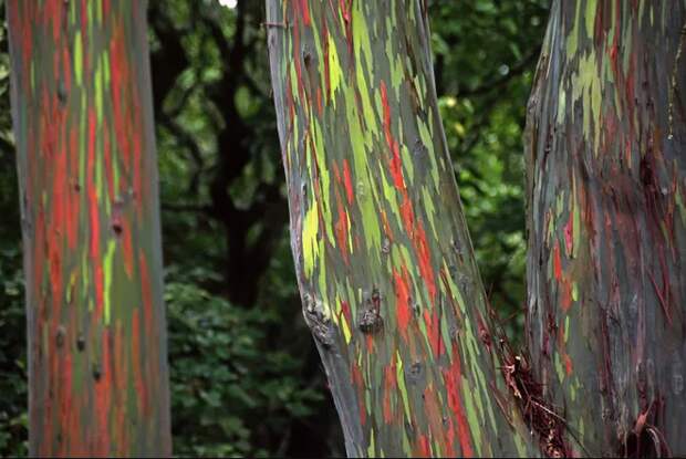 Почему ствол радужного эвкалипта разноцветный. Не ИИ, не фотошоп и не краска