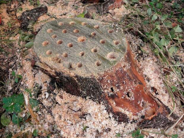 Как правильно спилить дерево и завалить его в нужном направлении