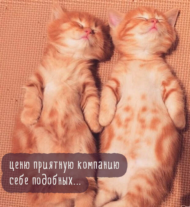 два рыжих кота спят два рыжих кота спят
