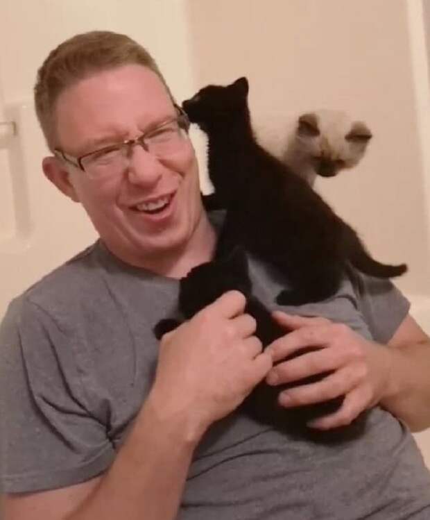 Котята играют с мужчиной Котята и мужчина