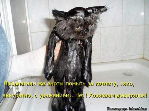 Свежая котоматрица (33 фото)