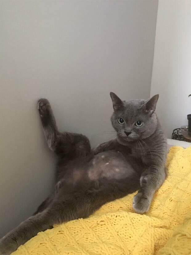 Кошки, которые научились вести себя как люди