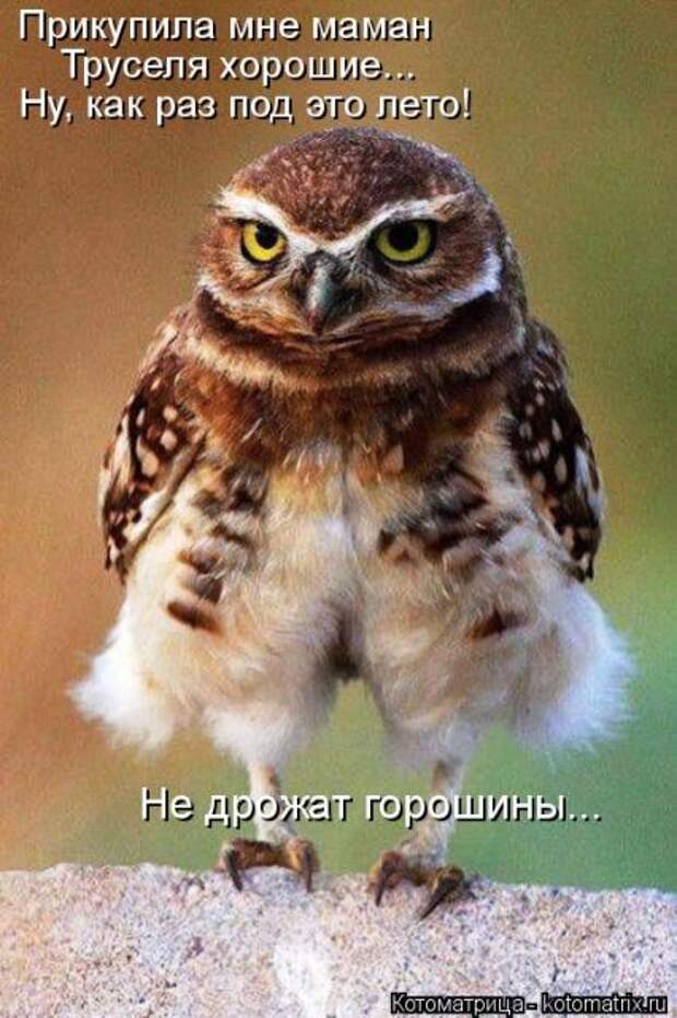 Лучшие котоматрицы недели (50 фото)