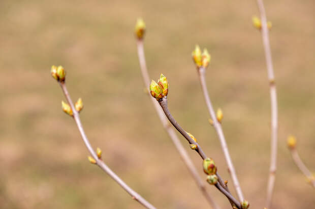 Арборист Звонка объяснил, навредит ли апрельский снегопад цветущим деревьям