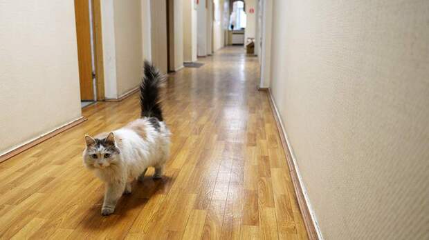 Эксперт рассказала о правилах оставления кошек дома на время отъезда