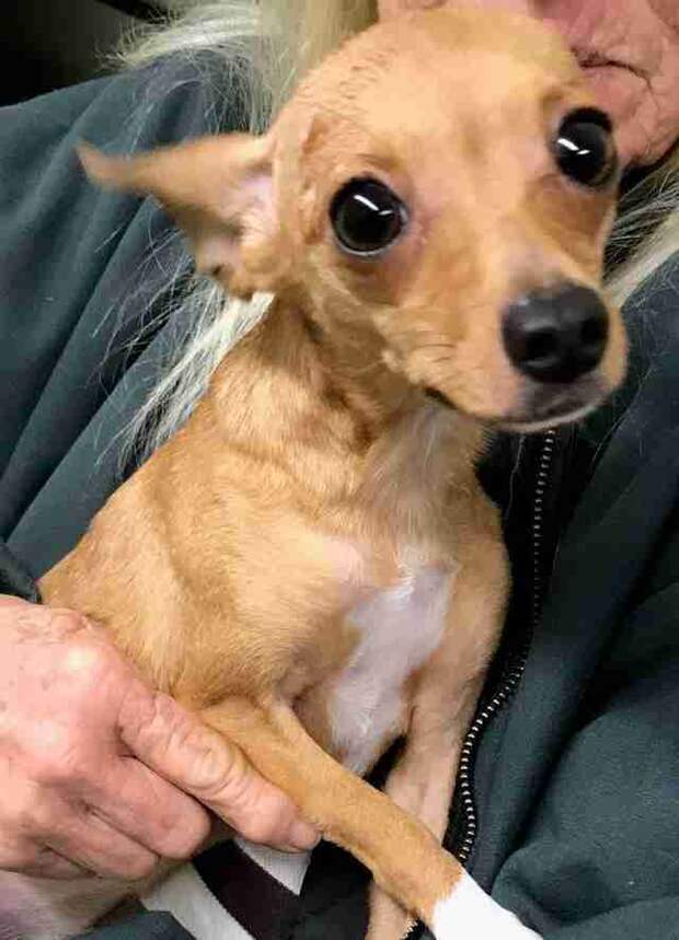 Chihuahua pulled from trash in Georgia Welcome Center