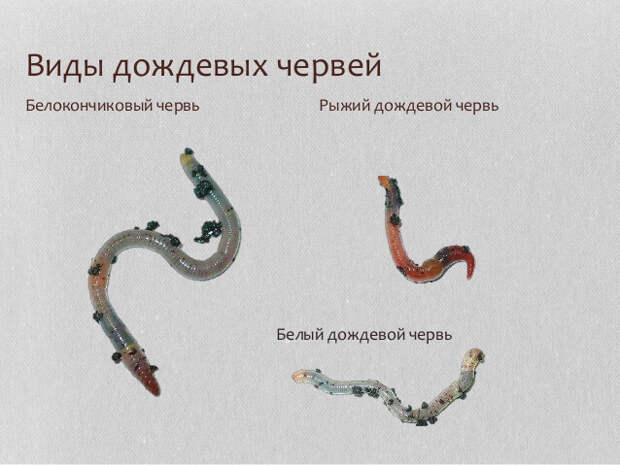 земли Улучшение с помощью дождевых червей