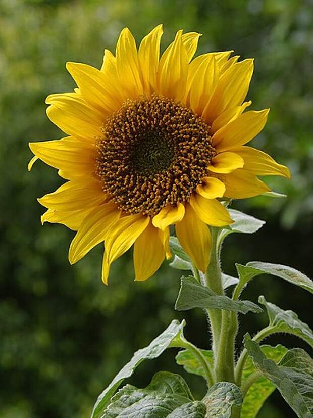 https://upload.wikimedia.org/wikipedia/commons/thumb/a/a9/A_sunflower.jpg/398px-A_sunflower.jpg