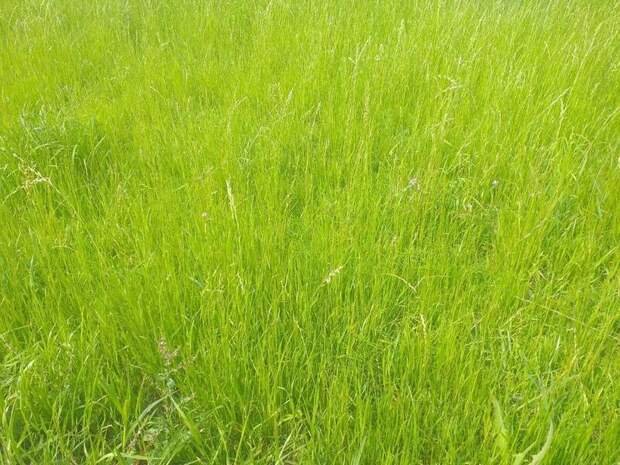 Власти Читы попытаются избавиться от травы в городе