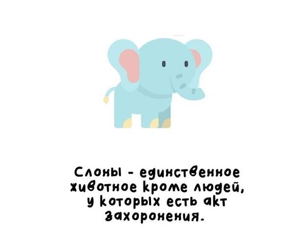 Короткие интересные факты обо всём