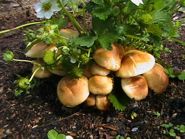 шляпочные грибы в саду на даче 