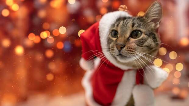 SR: чтобы расположить к себе кошку, достаточно медленно прищуриваться и моргать