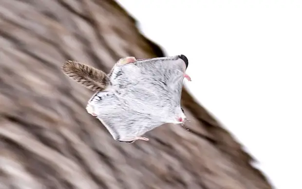 Японские белки-летяги – самые очаровательные зверушки на свете