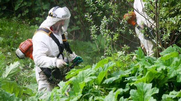 Биолог Воробьев рассказал, как защитить кожу при борьбе с борщевиком