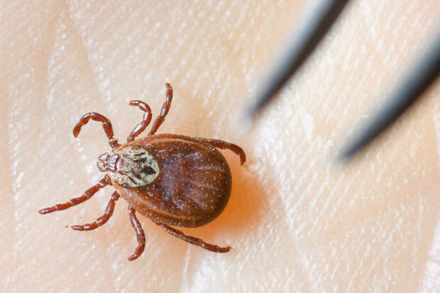Биолог Гордеев: первые клещи нередко появляются уже в марте