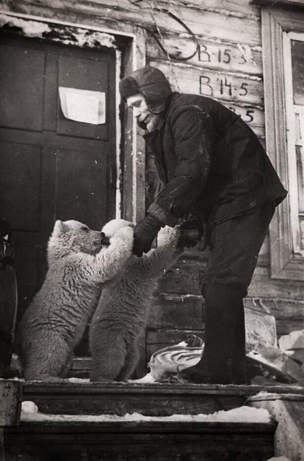 Сотрудник метеостанции кормит осиротевших медвежат, Новая Земля, 1970 год