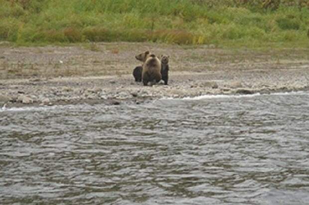 Расставание медвежат с мамой-медведицей животные, медветь