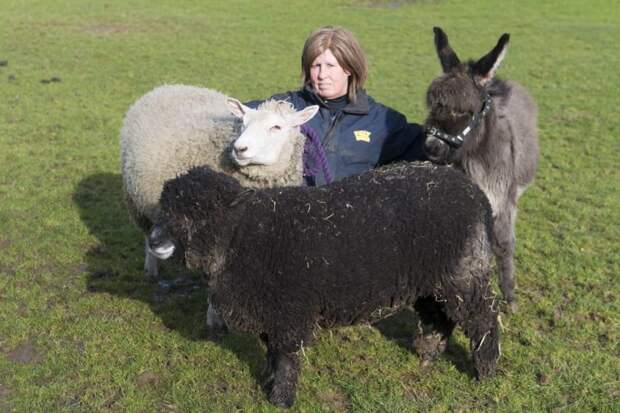 Две заботливые овечки воспитали осиротевшего ослика история, история спасения, ослик, помощь животным, скот, спасение животных, ферма