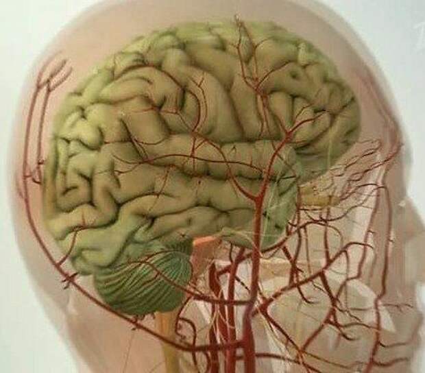Сосуды головного мозга фото человека