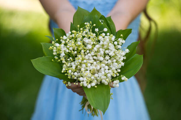Первоцветы: какие растения цветут ранней весной в природе и в саду
