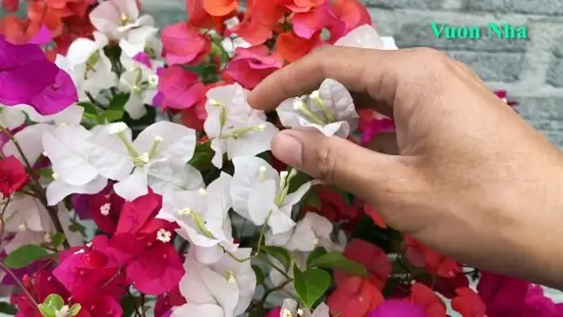 Как вырастить 5 разноцветных цветов на одном кусте. Соседи обзавидуются