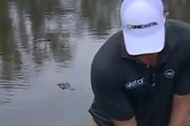 Watch: Alligator intently watches PGA golfer take shot in Mississippi