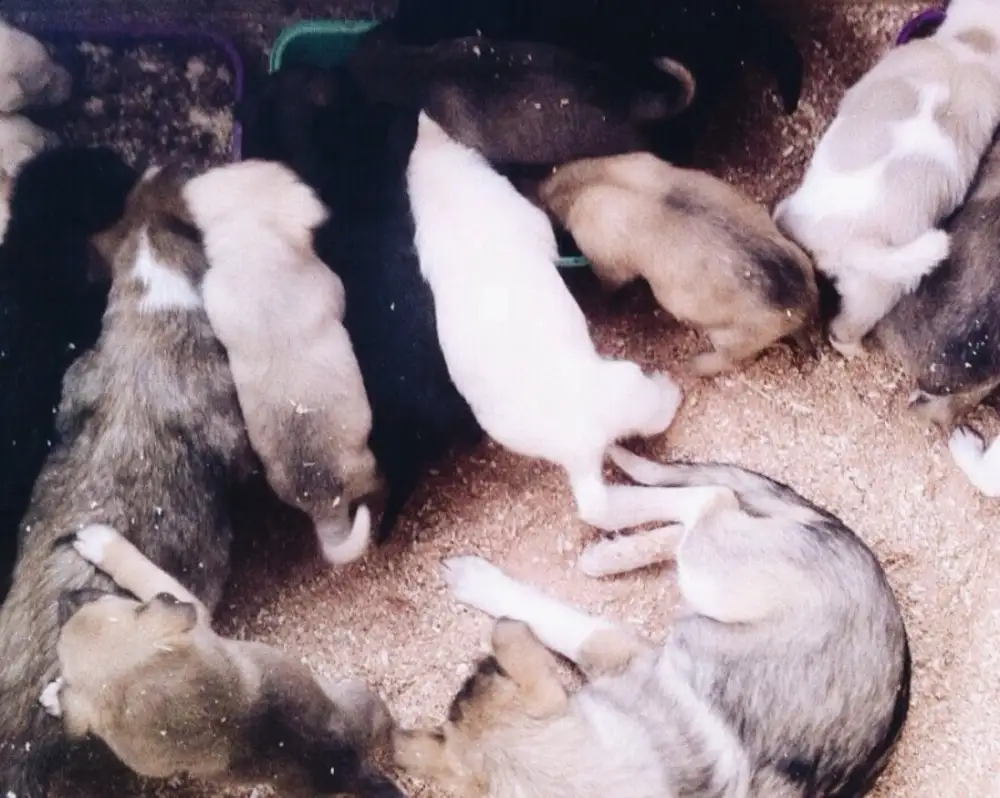 Купить Собаку В Рязани И Рязанской Области