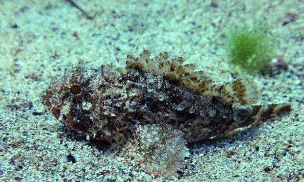 Черноморская скорпена-ёрш, или черноморский морской ёрш, или скорпида, или черноморская скорпена  (лат. Scorpaena porcus) 