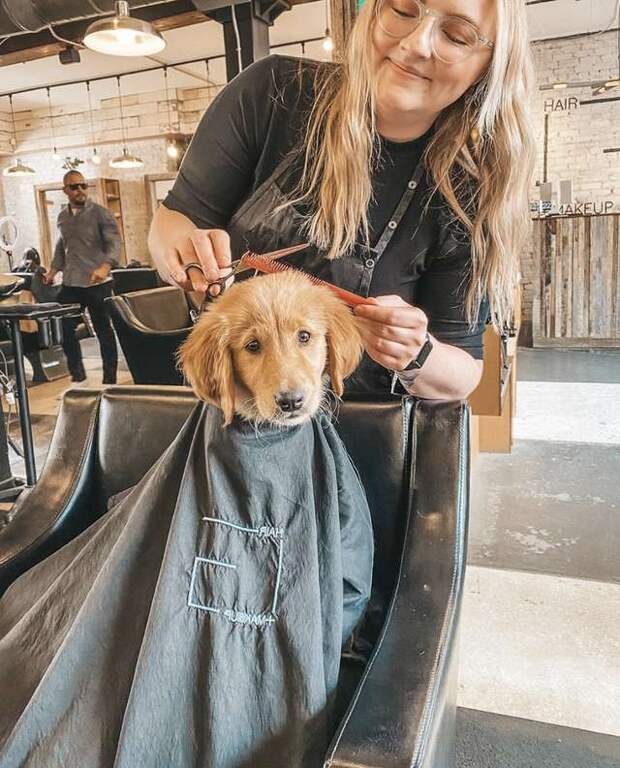щенок в парикмахерской