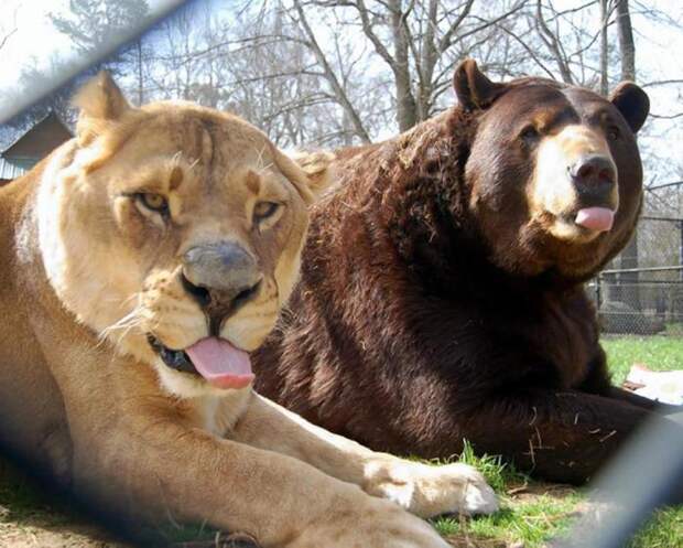 Кто сильнее — медведь или лев? Мощность медведя против прыткости льва