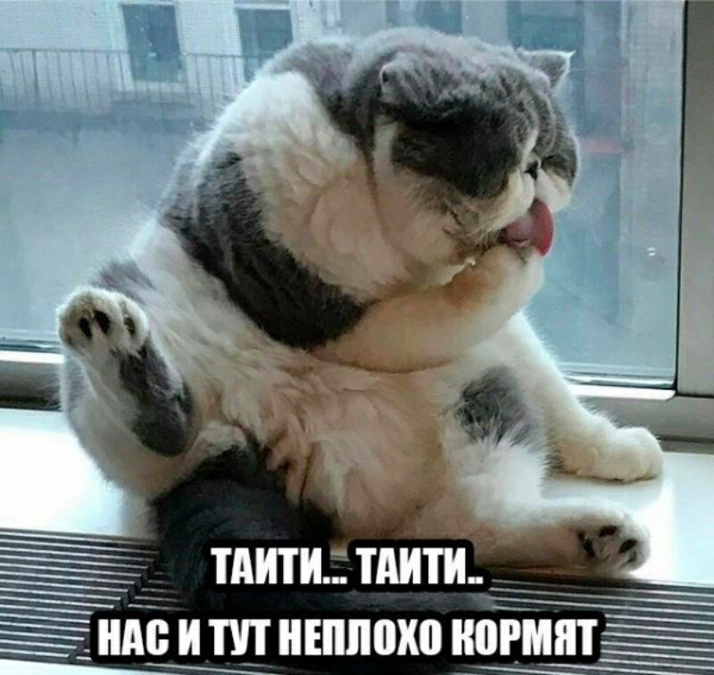 Субботний котопост коты, кошки, приколы с котами., смешные коты