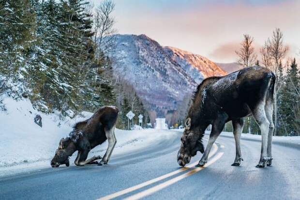 Лучшие фотографии природы National Geographic 2017 Лучшие фотографии природы National Geographic 2017