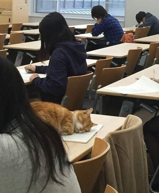 Котики, которые находятся в самых неожиданных местах