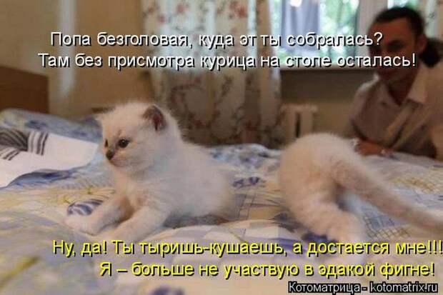 Лучшие котоматрицы недели (50 фото)