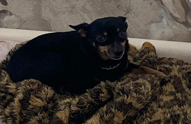 Петербуржцам рассказали о правильной помощи найденному на улице «хвостику»