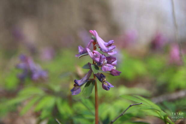 Бүген Татарстанда бераз яңгыр һәм +18 градуска кадәр җылы булуы көтелә