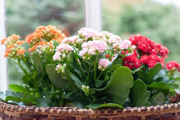 Знаменитый «зеленый доктор» каланхоэ (Kalanchoe), также предпочитает расти со стесненными корнями, и его не следует часто пересаживать.