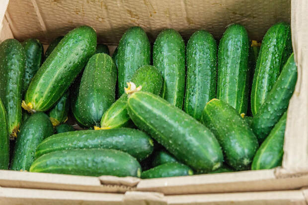 В России подешевели огурцы