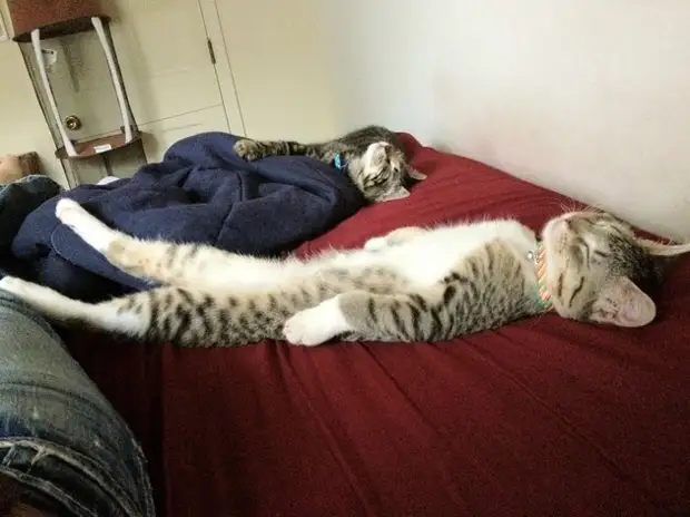 Спящие котята